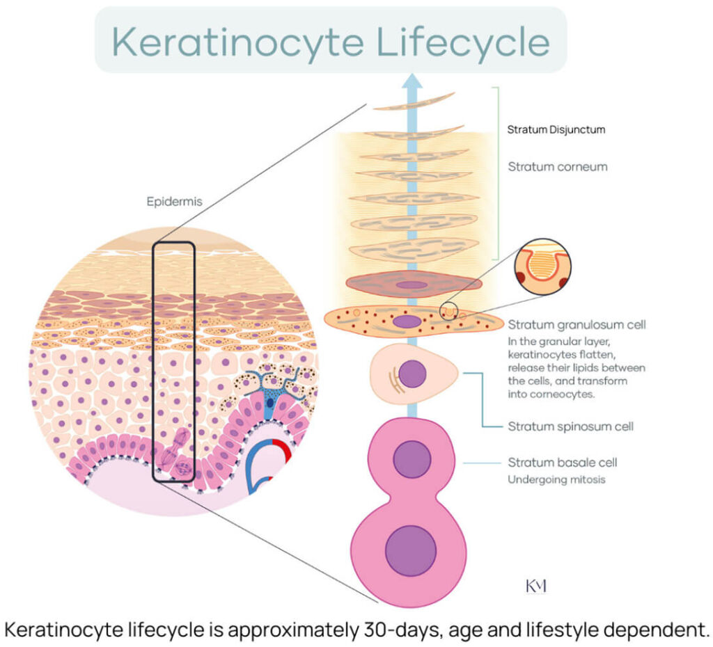 Keratinocyte Lifecycle