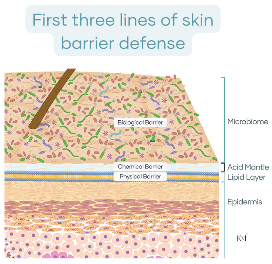 First three lines of skin barrier defense